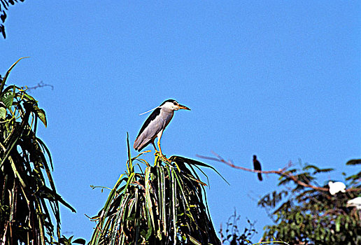 仰视,黑冠夜鹭,夜鹭,栖息,鸟,保护区,地区,迈索尔,印度