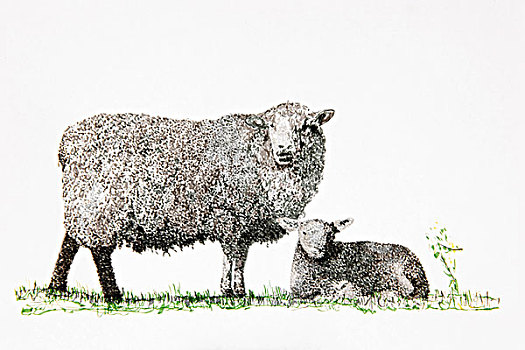 绵羊,羊羔,绘画,艺术家