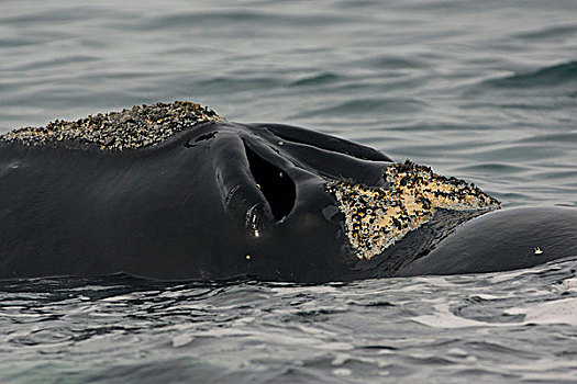 南露脊鲸,吹,洞,瓦尔德斯半岛,阿根廷
