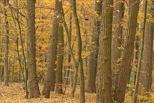 树林,北方,德国