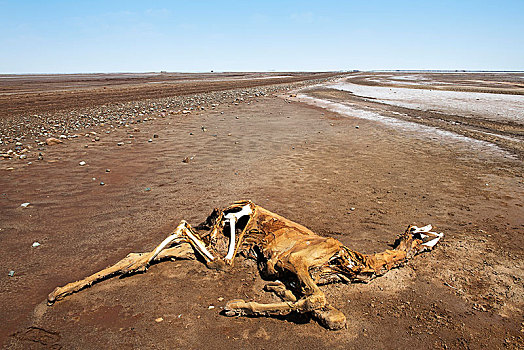 死,骆驼,尸体,荒芜,湖,达纳吉尔沙漠,埃塞俄比亚,非洲