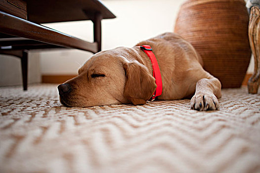 狗,睡觉,地毯