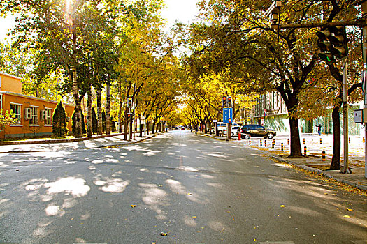 秋天使馆街两旁黄色的银杏树