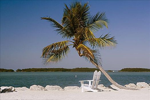 两个,空,宽木躺椅,棕榈树,海滩