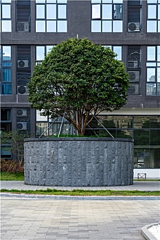 户外拍摄城市办公区里的绿化树木