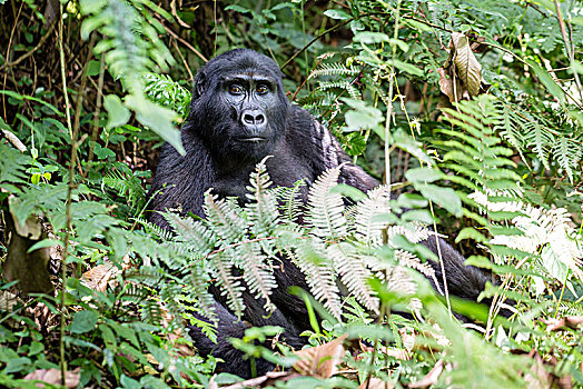山地大猩猩,大猩猩,坐,雨林,国家公园,乌干达,非洲