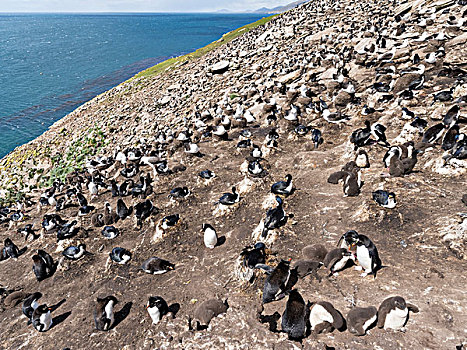 凤冠企鹅,南跳岩企鹅,南方,栖息地,福克兰群岛,大幅,尺寸