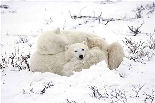 北极熊,家族,簇拥,一起,丘吉尔市,曼尼托巴,加拿大