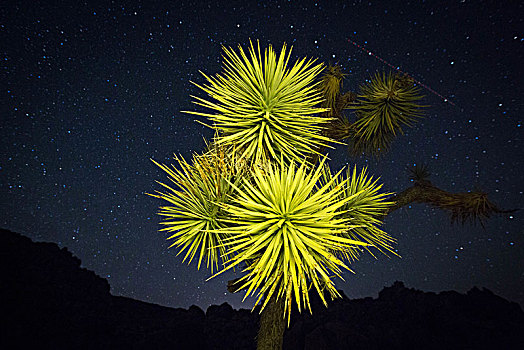 约书亚树,荒芜,夜晚