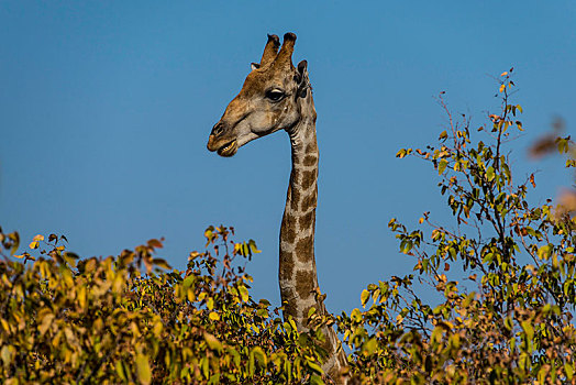 长颈鹿,看,上方,灌木丛,埃托沙国家公园,纳米比亚,非洲