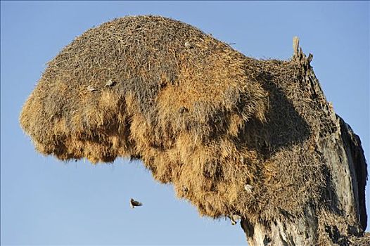 织布鸟,鸟窝,埃托沙国家公园,纳米比亚,非洲