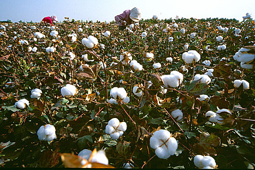 新疆尉犁工人在棉田内采摘棉花