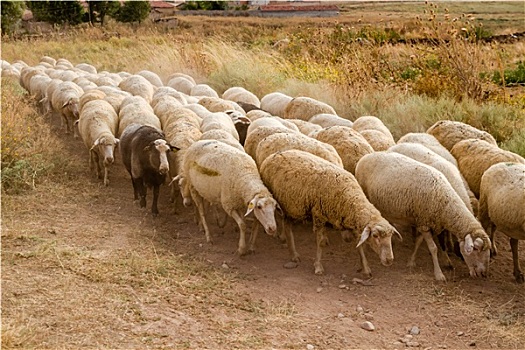 羊群,放牧