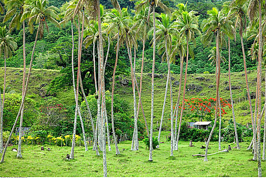 椰树,种植园,瓦努阿图