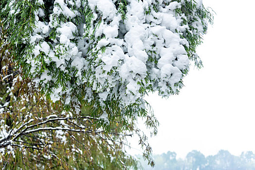 公园树林雪景