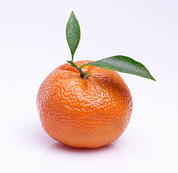 柑橘,叶子