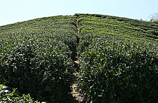 杭州龙坞茶镇茶园