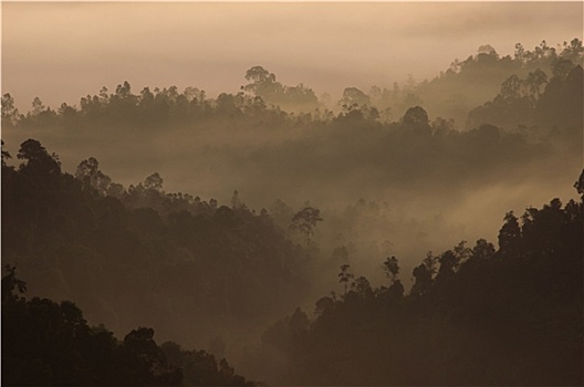 晨雾,热带,山脉,马来西亚