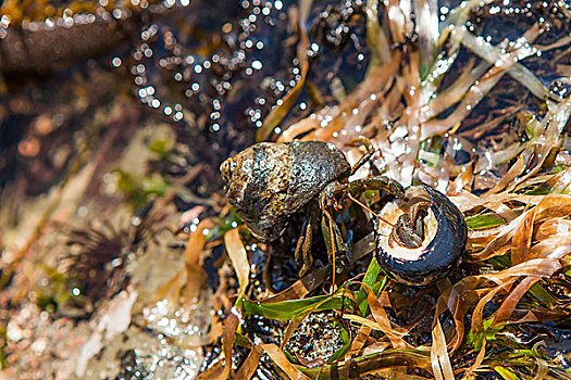 阿拉戈海角,州立公园,俄勒冈,寄居蟹,大小,退潮