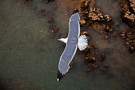 海鸥,飞翔,特写,照片