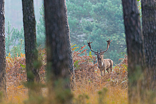 雄性,扁角鹿,黇鹿,树林,秋天,黑森州,德国