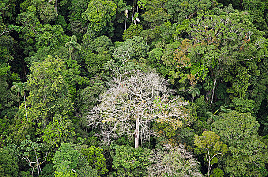 雨林,树荫,国家公园,亚马逊雨林,厄瓜多尔,南美