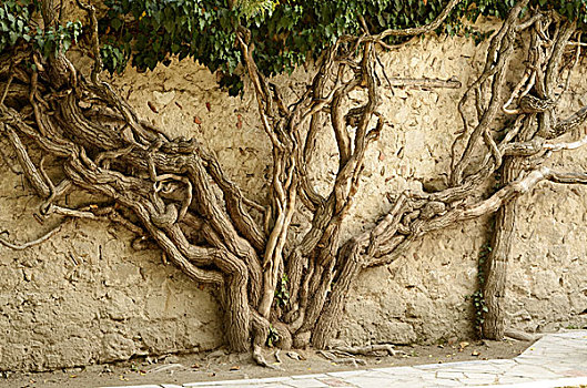 墙壁,遮盖,古树,根部
