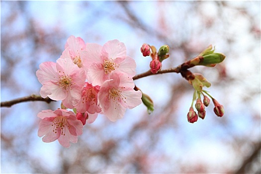 樱花,樱桃,日本