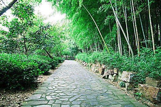 竹林石铺路