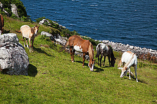 马,放牧,海洋,海岸,斯凯利格,岛屿,凯瑞郡,爱尔兰
