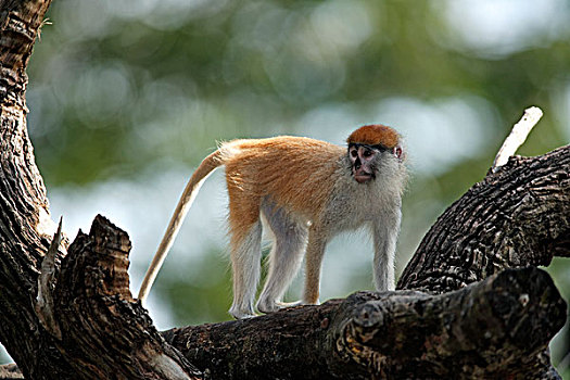 猴子,幼小,树,冈比亚,非洲