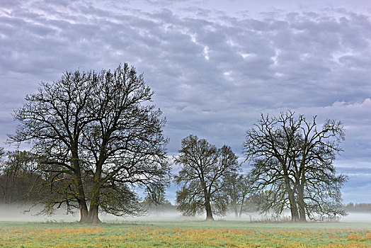 树,黎明,中间,生物保护区,萨克森安哈尔特,德国,欧洲