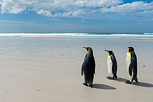 帝企鹅,走,海洋,港口,福克兰群岛,南美