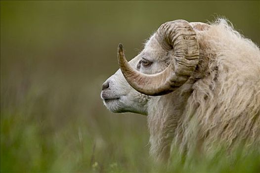 家羊,绵羊,公羊,东海岸,冰岛