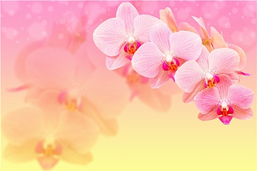 浪漫,粉色,斑点,兰花,背景