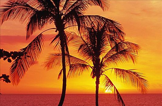 夏威夷,哈普纳,海滩,剪影,椰树,橙色,日落