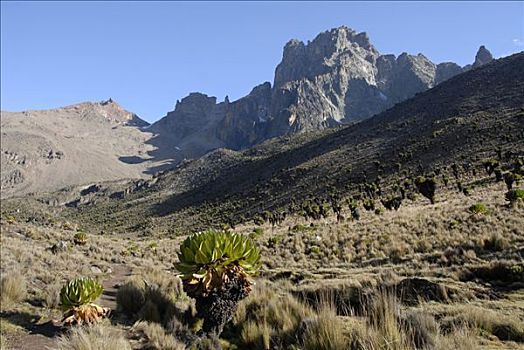 山景,本土动植物,落基山,顶峰,背景,肯尼亚山,国家公园,肯尼亚