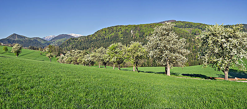 排,花,梨树,下奥地利州,奥地利,欧洲