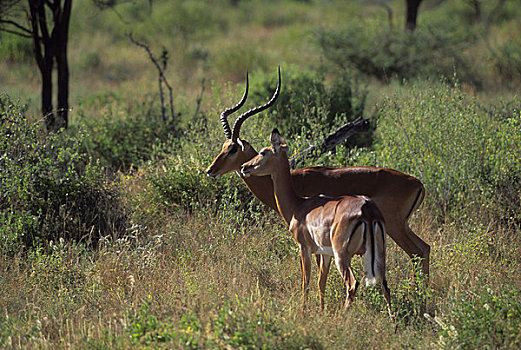 肯尼亚,黑斑羚,雌性