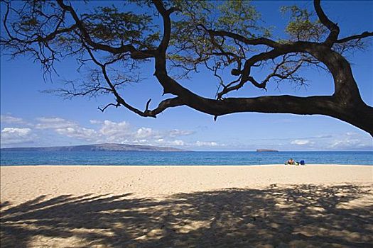 夏威夷,毛伊岛,麦肯那,沙滩,树,上方,影子,度假者,坐,远景