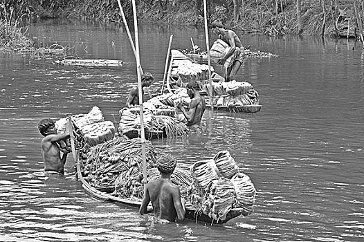 农民,处理,黄麻纤维,金色,纤维,孟加拉,达卡,八月,2007年