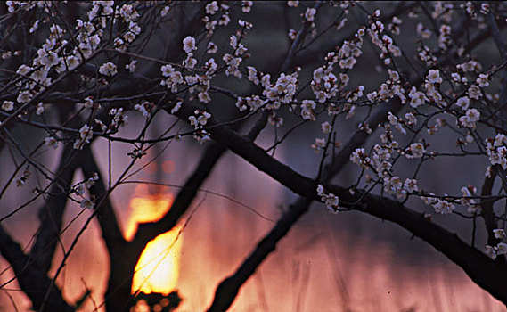 夕阳下的梅花树林