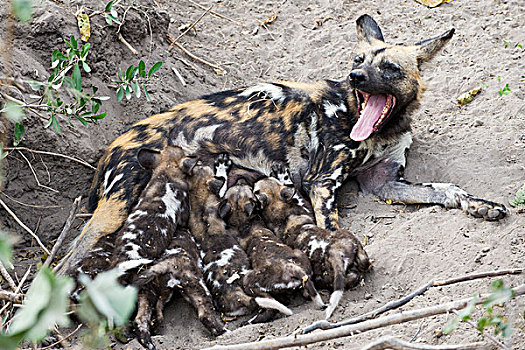 非洲野狗,非洲野犬属,母亲,吸吮,五个,星期,老,幼仔,巢穴,北方,博茨瓦纳