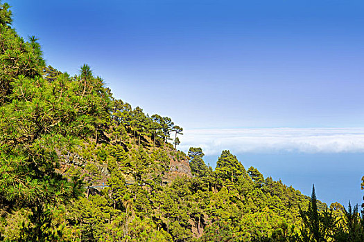 松树,帕尔玛,火山口