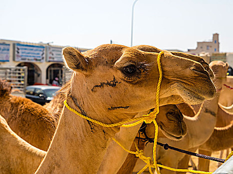 阿拉伯骆驼,单峰骆驼,牛,骆驼,市场,阿曼,亚洲