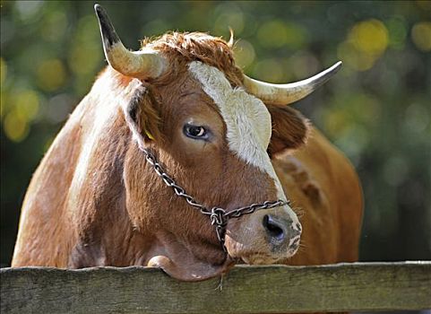 褐色,牛,肖像