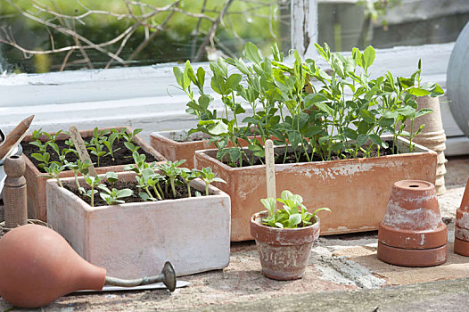 幼苗,幼小植物,蔬菜,夏花,粘土,盒子
