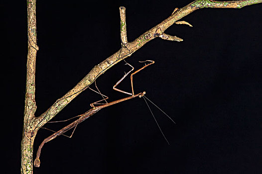 螳螂,国家公园,亚马逊河,厄瓜多尔