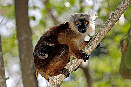 黑色,狐猴,成年,女性,树上,诺西空巴,马达加斯加,非洲