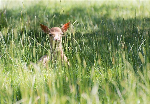 隐藏,幼兽,鹿